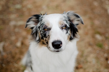 A perfect-looking Australian shepherd dog portrait. 