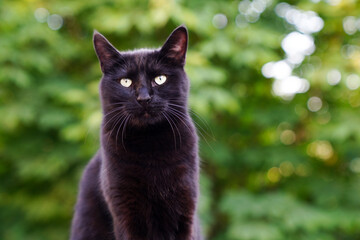 Naklejka na ściany i meble Portrait of black cat sitting outdoors
