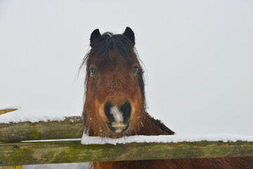 Close up shot of brown horse looking over fence on a cold snowy winters day in rural Shropshire.