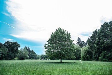 Fototapeta premium Trees in the park - people relaxing - Poland, Wroclaw, Park Grabiszynski, 
