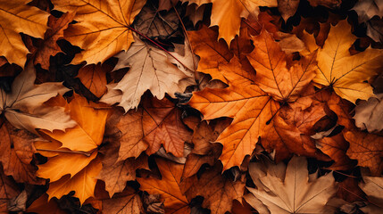 Naklejka na ściany i meble High resolution texture of autumn leaves on the ground