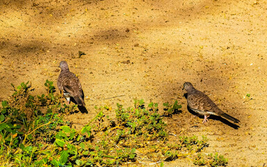 Ruddy ground doves dove birds peck for food in Mexico.