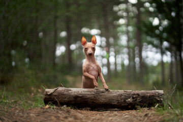 Little dog in forest. Active American Hairless Terrier in nature