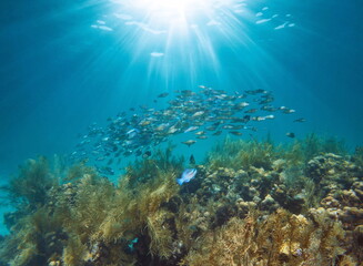 Sunlight underwater on a coral reef with a school of fish (striped parrotfish, Scarus iseri),...
