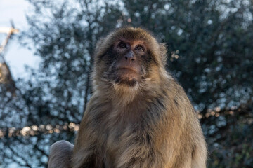 a long macaque
