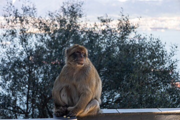 a long tailed macaque