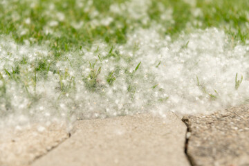 Pollen everywhere in a park in Zurich in Switzerland