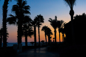 Obraz premium trees at sunset