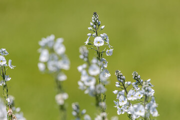 Gentian speedwell (veronica gentianoides) flowers in bloom