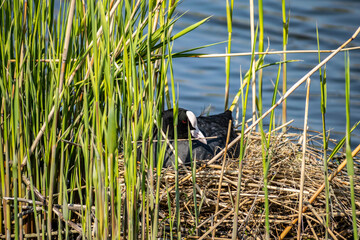  Bird Common coot (Fulica Atra) in a nest of branches on the water. Spring landscape with a bird in the nature reserve Almere.	