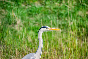 Gray Heron (ardea cinerea) close-up on a swamp in green marsh grass. A large water bird with a long neck, long legs and a large beak. 