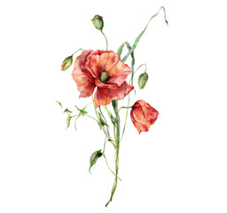 Watercolor meadow flowers bouquet of poppies and leaves. Hand painted floral poster of wildflowers isolated on white background. Holiday Illustration for design, print, fabric, background. - 617182084