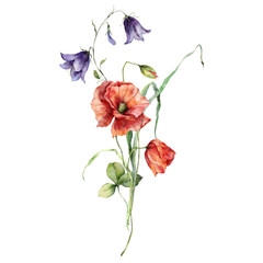 Watercolor meadow flowers bouquet of campanula, poppies, clovers and leaves. Hand painted floral poster of wildflowers isolated on white background. Illustration for design, print, fabric, background.