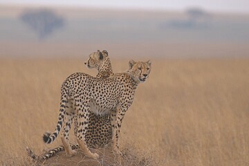 cheetah brothers in serengeti national park