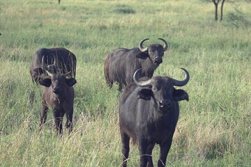 cape buffaloes in serengeti national park