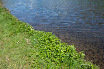 Spring Landscape of Pancharevo lake, Bulgaria