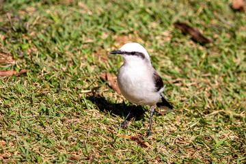 Lavadeira-mascarada (Fluvicola nengeta)