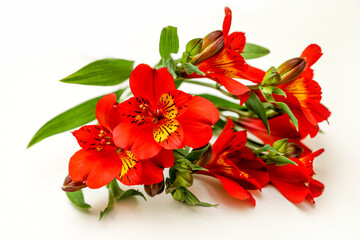 A bouquet of red Alstroemeria flowers, floral greeting card