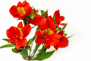 Red alstroemeria flowers bunch on a white background