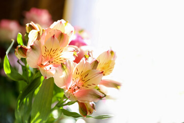 Naklejka na ściany i meble Colorful Alstroemeria flowers in warm sunlight, floral wallpaper