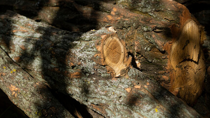 Wooden logs. Cut down trees. Wooden logs lie in the grass