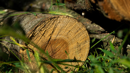 Wooden logs. Cut down trees. Wooden logs lie in the grass