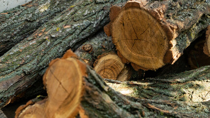 Wooden logs. Cut down trees. Wooden logs lie in the grass