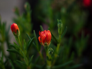 Suculenta con la flor cerrada