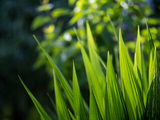 Tall green grass in a backyard for decoration purpose. Selective focus. Rich saturated color. Nobody. Beautiful nature shapes.