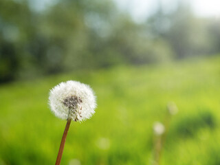 Scene with small summer dandelion flower in a field. Selective focus. Nature background. Warm season and blossom concept.