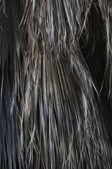 Dried palm leaves texture and background
