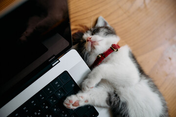 パソコンの側の寝る子猫