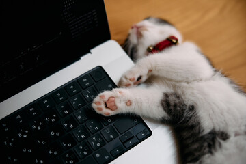 パソコンの側の寝る子猫