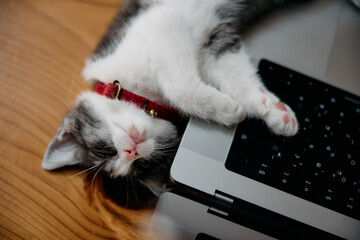 パソコンの側の寝る子猫