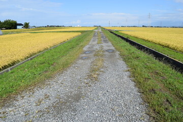 農道と田園風景 山形県庄内