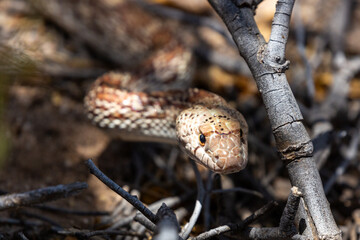 Sonoran gopher snake, Pituophis catenifer affinis, facing the camera, slithering through a mess of dead and broken tree branches on the ground in pursuit of a meal. Pima County, Tucson, Arizona, USA.