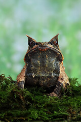 The long-nosed horned frog Megophrys nasuta isolated on bokeh background. Megophrys kalimantanensis.