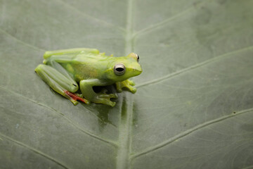 Jade Tree Frog (Rhacophorus dulitensis) is Indonesian tree frog.