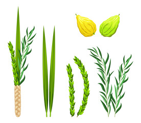 Sukkot holiday set elements. Traditional Jewish religious symbols is etrog, lulav, hadas, arava. Design elements for Feast of Tabernacles or Festival of Ingathering isolated on white background