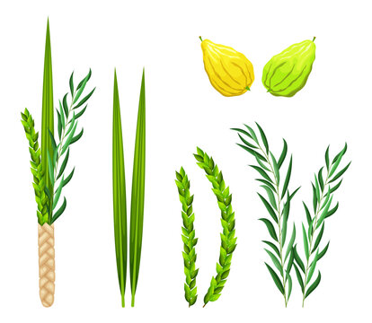 Sukkot holiday set elements. Traditional Jewish religious symbols is etrog, lulav, hadas, arava. Design elements for Feast of Tabernacles or Festival of Ingathering isolated on white background