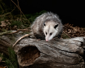Opossum, Nature's Nocturnal Wonder: Didelphis virginiana - Stunning Adult Opossum Rests Serenely on...