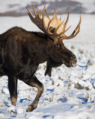 moose in the snow