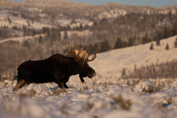 moose in national park
