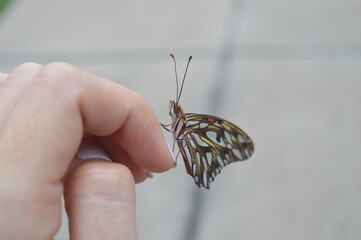 Mariposa