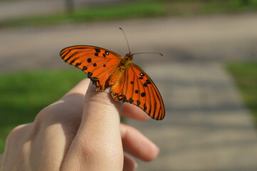 Mariposa