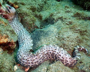 Costa Rica Pacific sea life