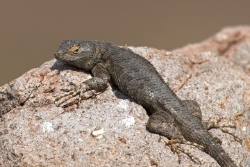 Close up of small lizard on a rock.