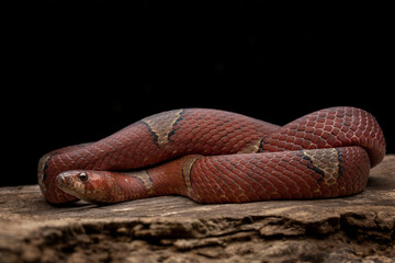 Oligodon albocinctus, also known as the light-barred kukri snake, is a species of colubrid snake....