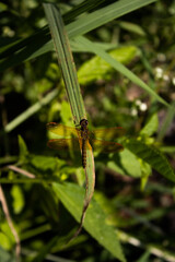 dragonfly resting on a leaf