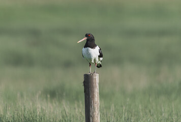 Eurasian oystercatcher (Haematopus ostralegus) stands on a wooden pole